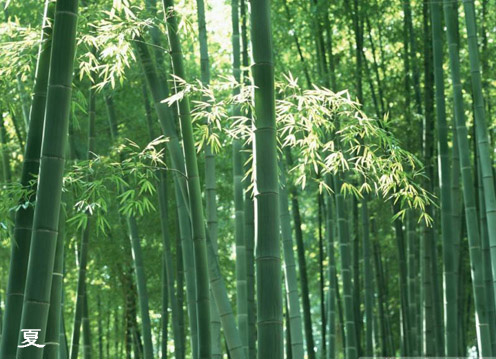 有一種美，叫原創——夏竹
